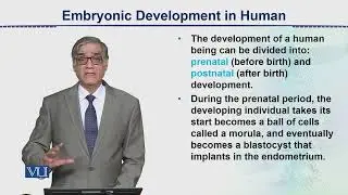 Embryonic Development in Human | Animal Form & Function 2 | ZOO302_Topic152