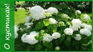Классика из моды не выходит! Гортензия древовидная Аннабель  - посадка гортензии, уход за гортензией