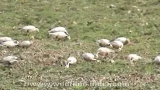 Group of Bar-headed Geese (Anser indicus)
