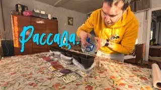 Рассада.  #Рассада #Семена