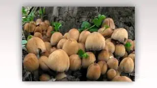 Coprinellus micaceus - fungi kingdom