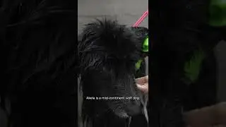 A Wolf At The Pet Grooming Salon