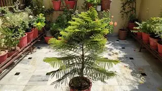 🌲Araucaria plant care, christmas tree care, norfolk island plants care , why aurocaria turn yellow
