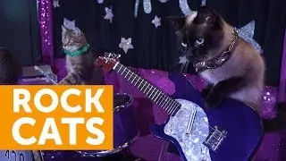 Backstage With the Rock Cats