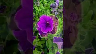 Bobby & Cody's garden '24 featuring 