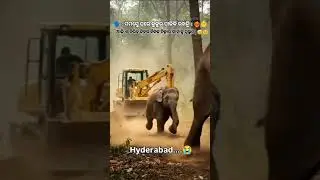 PLZZ stop cutting the tree 🌲🌴🐥🐤🦣🐒🐇#plzz_subscribe #ହାଇଦ୍ରାବାଦ