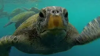 ECUADOR -  MACHALILLA NATIONAL PARK ( PART 1) -  TURTLES AND FISHES