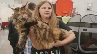 Największy i najmniejszy kot świata