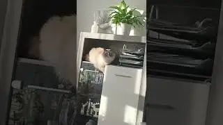 Проиграл коту в гляделки ,🐱Im Blickduell gegen die Katze verloren🐱❤️