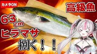 【実写料理】高級魚！熟成させた63cmのヒラマサを捌きます！！【桃川ニジマス/うおむすめ 】