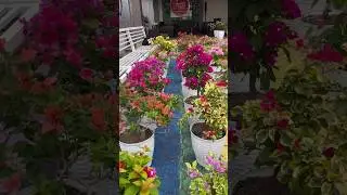 Bougainvillea flowers rare collection / flowers bloom / tips and tricks how to grow bougainvillea