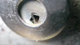 Sp.: Odontomachus simillimus jailbreak. Побег муравьёв-капканов.