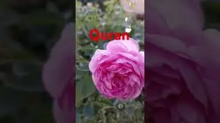 Quran #motivation #account #automobile #quranictranslation #prophetofislam #nature #transletionquran