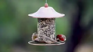 Perky-Pet&reg; Copper Finish Panorama Bird Feeder