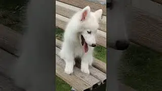Pure White Siberian Husky puppy looking for new home