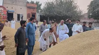 Munji Rate Today (1509)(اری)(سپری) rate update 