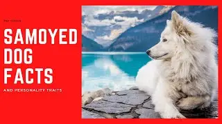 Samoyed Dog - Facts and Personality Traits