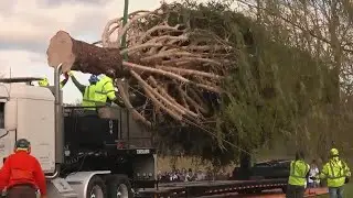 East Greenbush tree on the way to Rockefeller Center