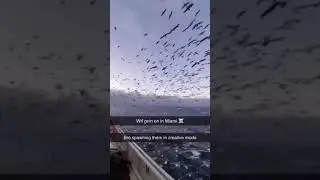 Birds swarm Miami!!!