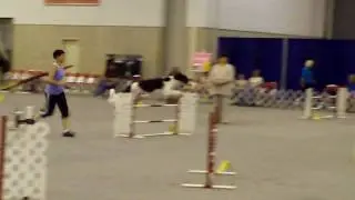 Borzoi Competing in Agility at Reliant Center in Houston Jul