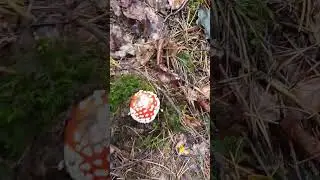 Мухоморы Путешествие в лес Бавария - Германия. #shorts #mashrum #live #nature #world #природа #грибы