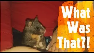 Hamster Listening for Danger