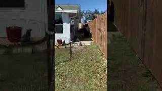 5 week old pup herding