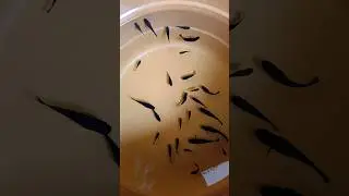 Molly fish 💥💥🐠#aquascapegallery #aquarium #trending #views #like #subscribe #livefish #mollyfish