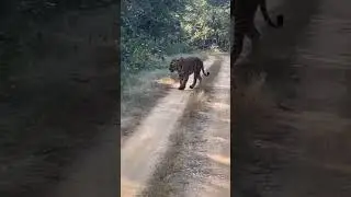 Bijrani Zone Tiger Sightings 😋 #wildlife #jungle #animals #dear #tiger #jungles #animals #lion