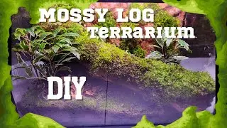 I Built a Mossy Log Terrarium: DIY Step-by-Step Guide.