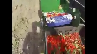 SP 07 Branje sipurka / Rosehip harvesting machine