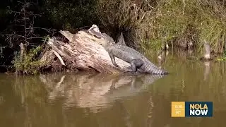 Heart of Louisiana: Swamp Tour