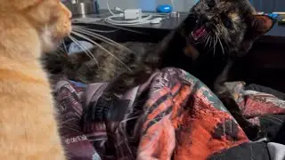 Cat Action Ep. 3 - The Brawl