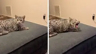 Cat Gags When Owner Eats Spicy Food
