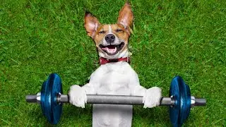 Brain Training For Dogs