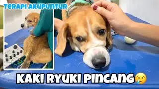 KAKI RYUKI PINCANG‼️😢 RYUKI TERAPI AKUPUNTUR DI DOKTER HEWAN