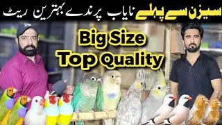 Exotic finches breeding setup | top quality birds 