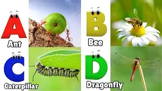 Insects Alphabet Song | Insects ABC Song | Phonics for Kids | Alphabet Letters