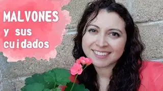 MALVONES: propagación, características y cuidados básicos en 2021