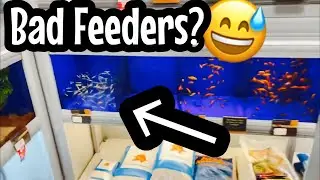 Are Rosy Red Minnows Bad Feeder Fish?