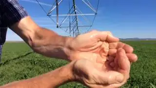Using gypsum In Alfalfa