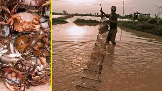 Cambodia Life Daily Living Farming Fishing For Survive By Unique Fishing Skill Catch A Lot Of Crab