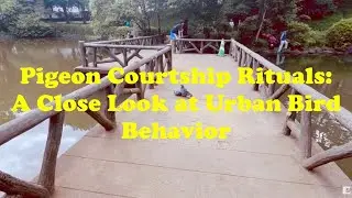 Pigeon Courtship Rituals: A Close Look at Urban Bird Behavior