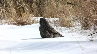 Great Gray Owl catching a Meadow Vole