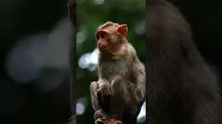 Thoughtful Monkey Sitting in the Wild &ndash; Nature&rsquo;s Calm Moments