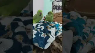 toto and koko is live