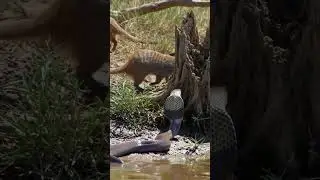 VIRAL ANIMAL (AI Wildlife Simulation) #mongoose #snake #artificialintelligence