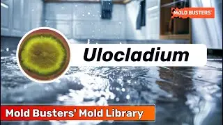What is Ulocladium? - Mold Library