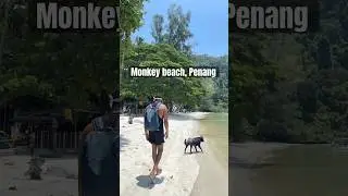 Why Is NOBODY Talking About Monkey Beach Penang?!