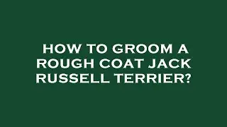 How to groom a rough coat jack russell terrier?